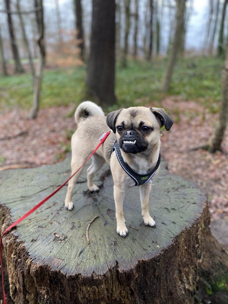 Hund im Wald // ADAMIETZ & KOLLEGEN GmbH