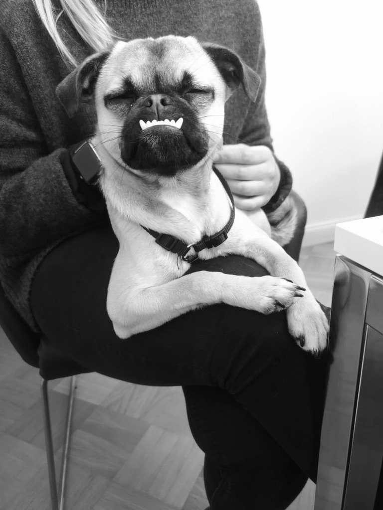 Hund sitzt auf dem Schoß // ADAMIETZ & KOLLEGEN GmbH