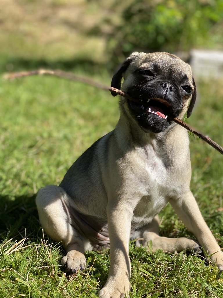 Kleiner Hund sitzt auf der Wiese // ADAMIETZ & KOLLEGEN GmbH